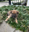 Thor (Marvel Litter)