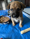 Thor (Marvel Litter)