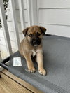 Thor (Marvel Litter)