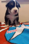 Arrow (Marvel Litter)