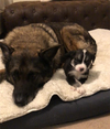 Arrow (Marvel Litter)