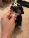 Arrow (Marvel Litter)