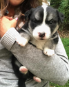 Arrow (Marvel Litter)