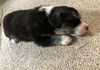 Arrow (Marvel Litter)