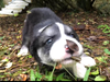 Arrow (Marvel Litter)