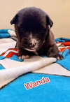 Wanda (Marvel Litter)