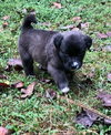 Wanda (Marvel Litter)