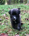 Wanda (Marvel Litter)