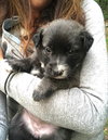 Wanda (Marvel Litter)