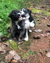 Wanda (Marvel Litter)