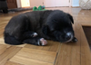 Wanda (Marvel Litter)