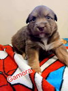 Gamora (Marvel Litter)