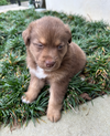 Gamora (Marvel Litter)