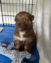 Gamora (Marvel Litter)