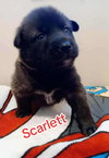 Scarlett (Marvel Litter)