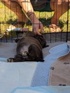 Scarlett (Marvel Litter)