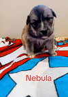 Nebula (Marvel Litter)