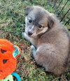 Nebula (Marvel Litter)