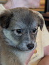 Nebula (Marvel Litter)