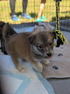 Nebula (Marvel Litter)
