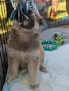 Nebula (Marvel Litter)