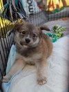 Nebula (Marvel Litter)