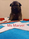 Ms Marvel (Marvel Litter)