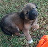 Ms Marvel (Marvel Litter)