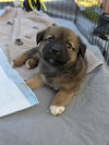 Ms Marvel (Marvel Litter)