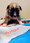 Mystique (Marvel Litter)