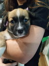 Mystique (Marvel Litter)