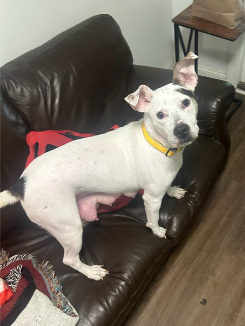 picture of the dog needing adoption