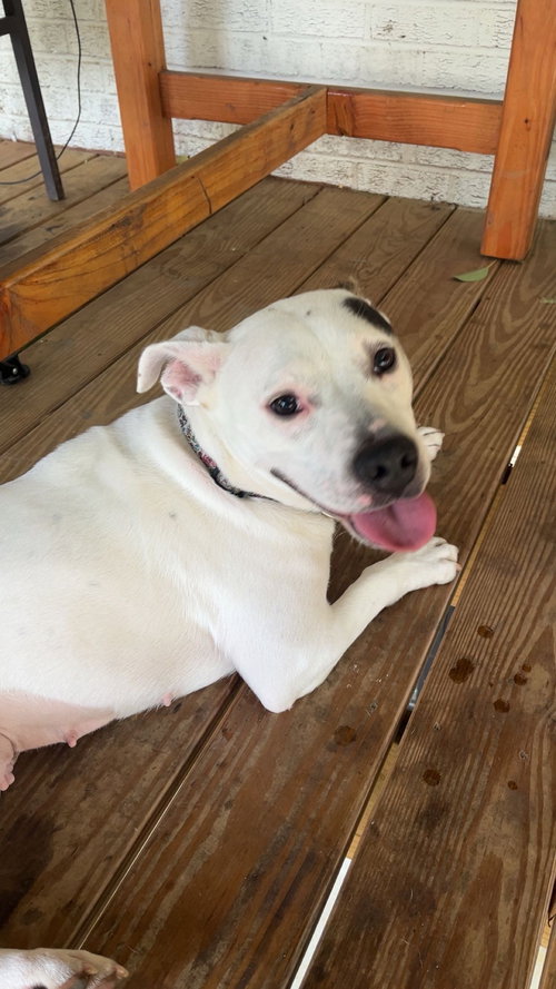 BETTY BOOP - American Staffordshire Terrier available for adoption