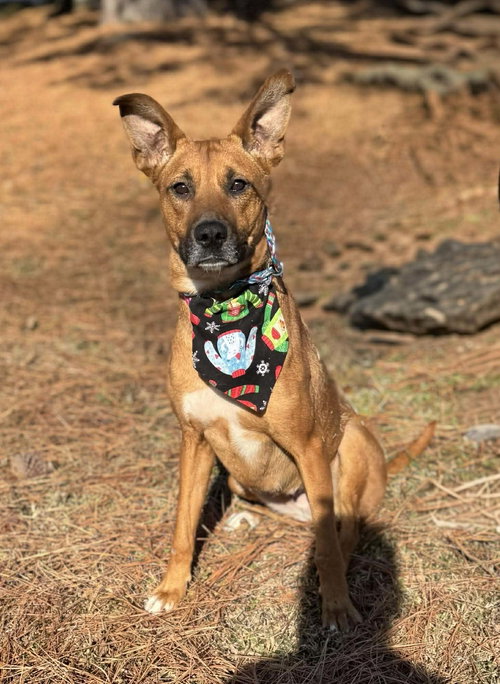 picture of the dog needing adoption