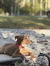 Lorelei