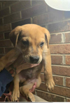 Waylon (Country Music Litter)