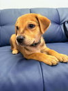 Waylon (Country Music Litter)