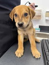 Waylon (Country Music Litter)