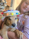 Waylon (Country Music Litter)