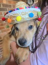 Waylon (Country Music Litter)