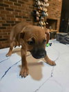 Reba (Country Music Litter)