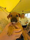 Reba (Country Music Litter)