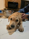 Dolly (Country Music Litter)