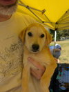 Dolly (Country Music Litter)