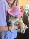 Dolly (Country Music Litter)