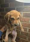Willie (Country Music Litter)
