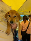 Willie (Country Music Litter)