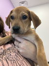 Willie (Country Music Litter)