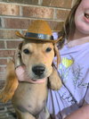 Willie (Country Music Litter)