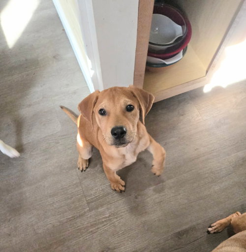 picture of the dog needing adoption